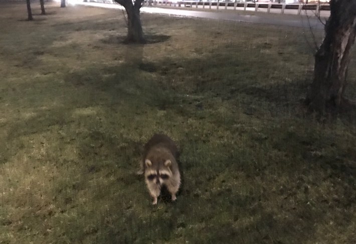 A raccoon recently spotted on the Lakefront Trail near Belmont Harbor. Photo: John Greenfield