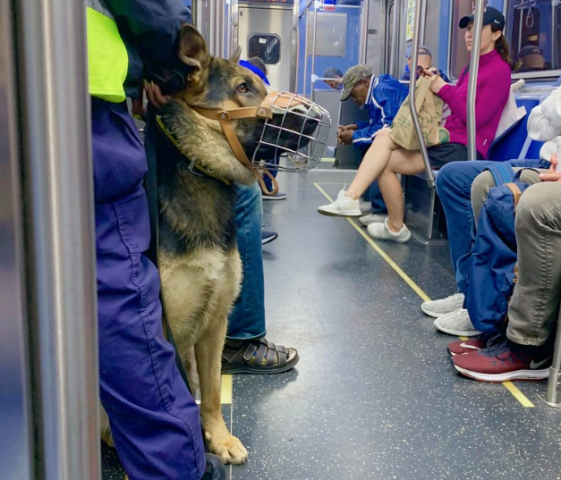 A security guard with a German shepherd on the Red Line. Photo: Dan Gaken