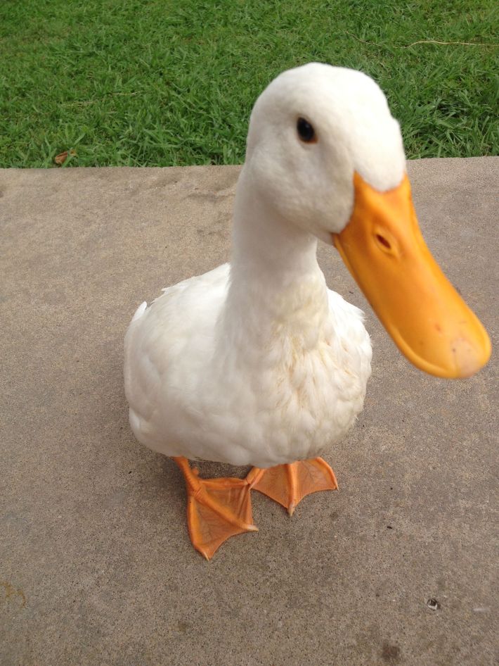 A pet duck helped convince the public that the expressway was a bird-brained idea.