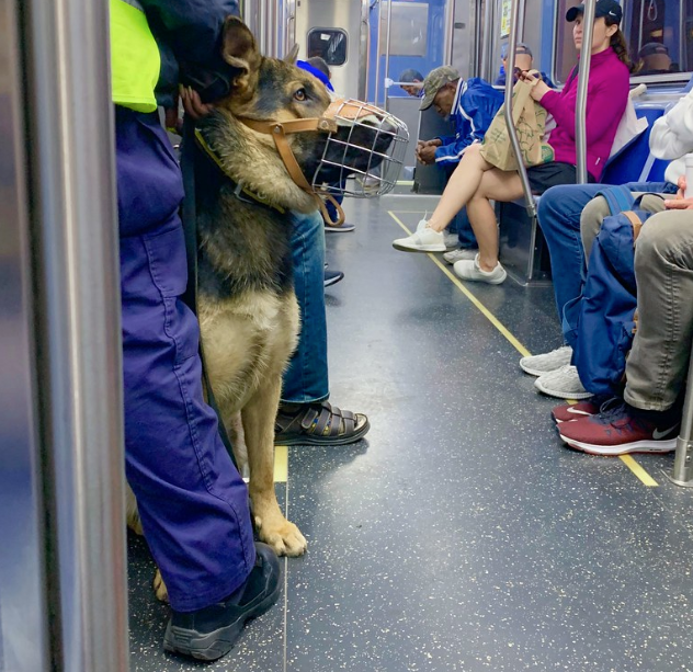 A security guard with a German shepherd on the Red Line. Photo: Dan Gaken