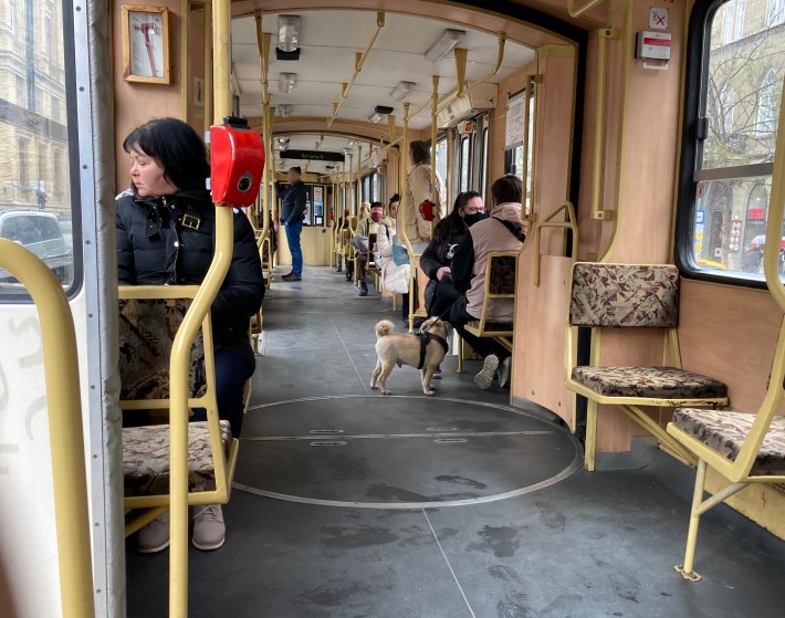 The interior of a (dog-friendly) tram in Budapest. Photo: John Greenfield